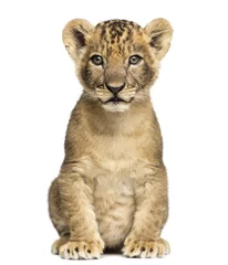 Gordijnen Lion cub sitting, looking at the camera, 7 weeks old, isolated © Eric Isselée