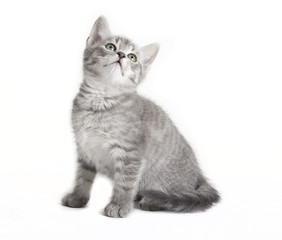 gray tabby cat looking up