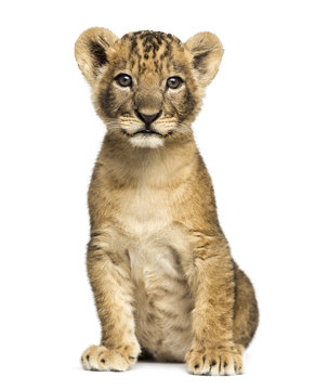 Lion cub sitting, looking at the camera, 7 weeks old, isolated