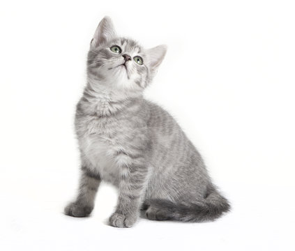 Gray Tabby Cat Looking Up