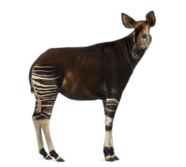 Side view of an Okapi looking back, Okapia johnstoni, isolated