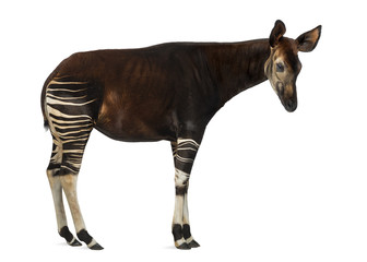 Side view of an Okapi standing, Okapia johnstoni, isolated