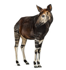 Fototapeta premium Okapi standing, looking away, Okapia johnstoni, isolated
