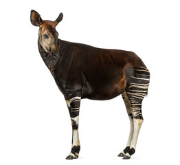 Side view of an Okapi standing, looking back, Okapia johnstoni
