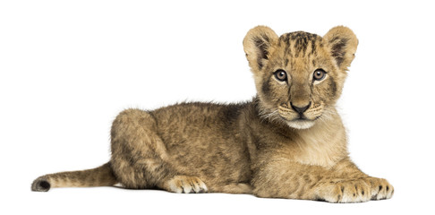 Naklejka premium Side view of a Lion cub lying, looking at the camera