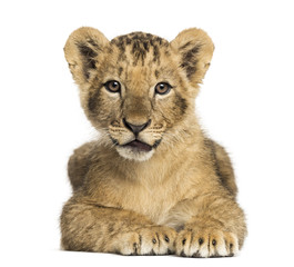 Fototapeta na wymiar Lion cub lying, looking at the camera, 10 weeks old, isolated