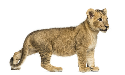 Obraz na płótnie Canvas Side view of a Lion cub standing, looking away, 10 weeks old
