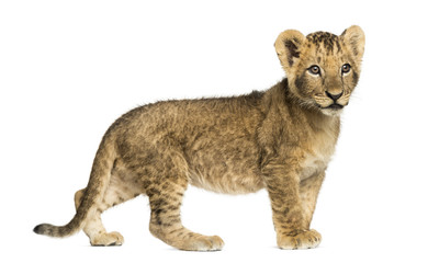 Side view of a Lion cub standing, looking away, 10 weeks old