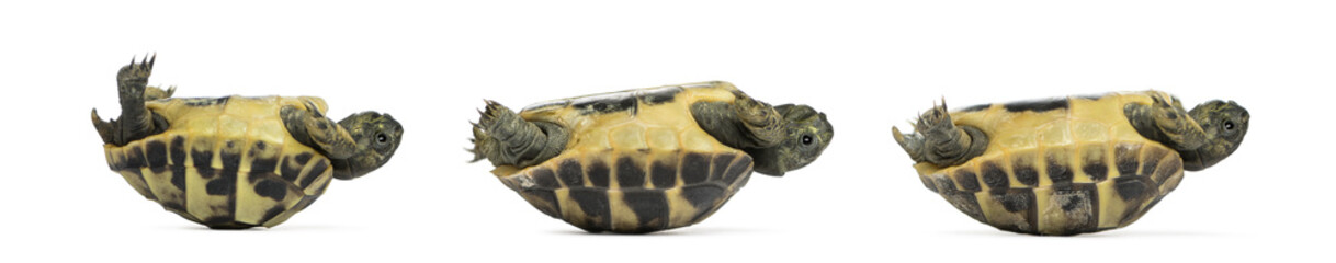 Naklejka premium Side view of three baby Hermann's tortoise lying on their back