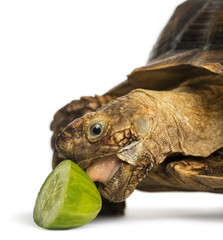 Close-up of an African Spurred Tortoise eating a bit of cucumber