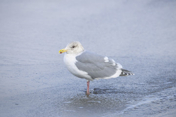 Glaucous-winged Gull