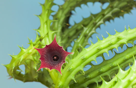 Succulent Stapelia Carrion Flower