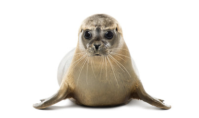 Front view of a Common seal lying, looking at the camera - Powered by Adobe
