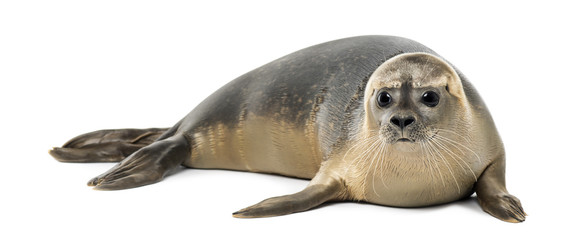 Fototapeta Common seal lying, Phoca vitulina, 8 months old, isolated obraz