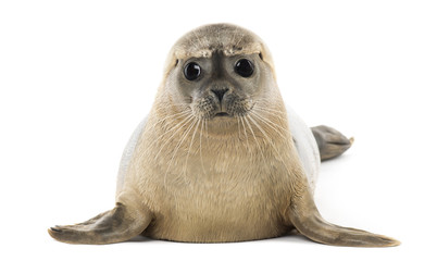 Fototapeta Common seal lying, facing, Phoca vitulina, 8 months old obraz