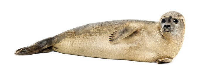 Side view of a Common seal lying on the side, Phoca vitulina © Eric Isselée