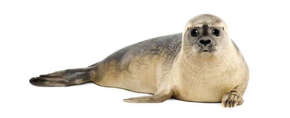 Common seal lying, looking at the camera, Phoca vitulina - obrazy, fototapety, plakaty