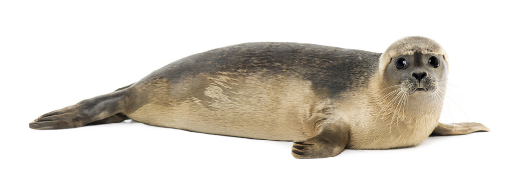 Side view of a Common seal lying, looking at the camera