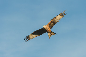 Red Kite
