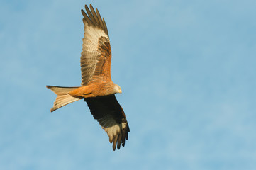 Red Kite