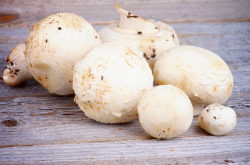 White Champignon Mushrooms