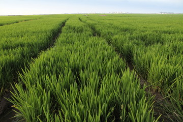 Rice fields,Albufera nature reserve,Valencia,Spain