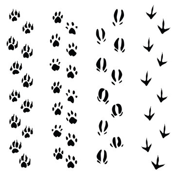 Trails of animals steps isolated on white background (vector)
