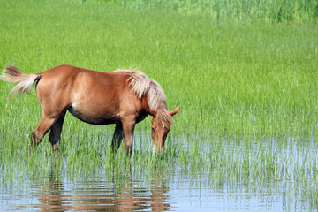 brown horse on pasture spring season