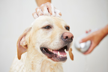 Dog in bathroom