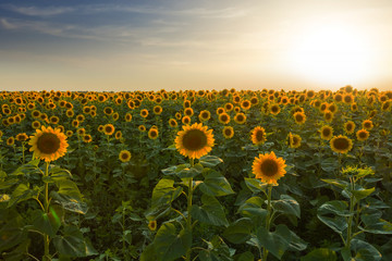 Obraz premium evening sunflower field