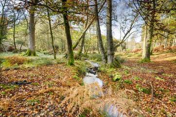 Bolderwood in the New Forest