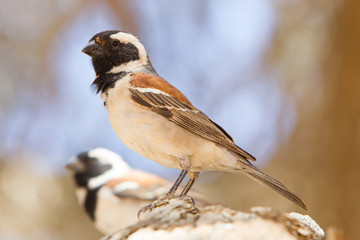 Cape Sparrow (Passer melanurus)