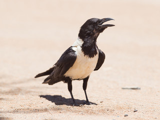 Pied crow (corvus albus)