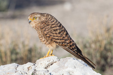 Greater kestrel (Falco rupicoloides)