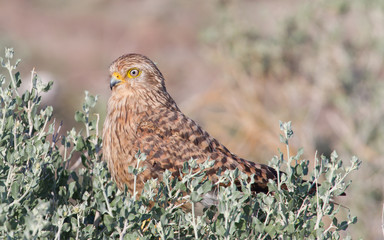 Greater kestrel (Falco rupicoloides)