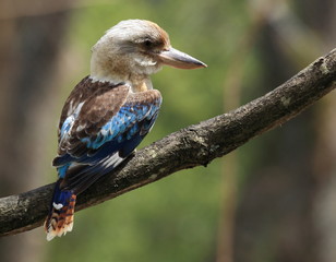 martin-chasseur géant à ailes bleues