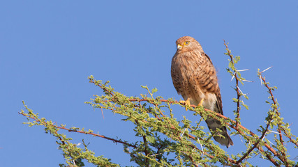 Greater kestrel (Falco rupicoloides)