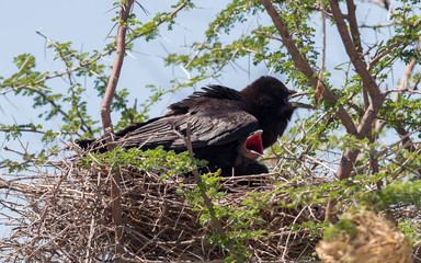 Cape crow (Corvus capensis)