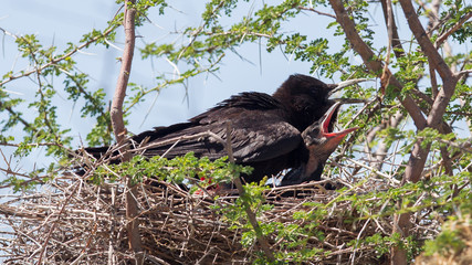 Cape crow (Corvus capensis)