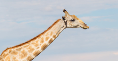 Giraffe in Etosha, Namibia