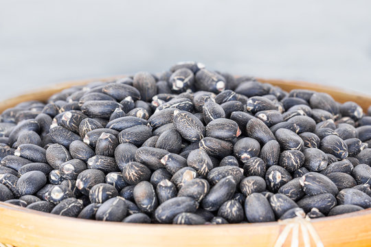 Jatropha curcas seeds