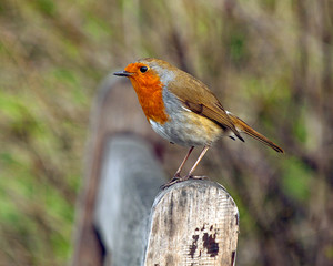 Robin