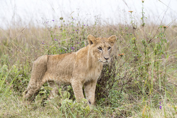 Young lion in the savanna