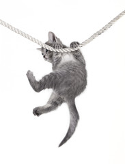 cat baby hanging on rope