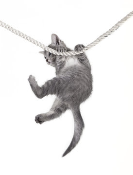 cat baby hanging on rope