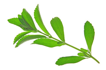 Stevia rebaudiana