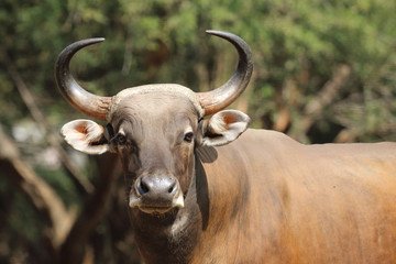 Naklejka premium gaur