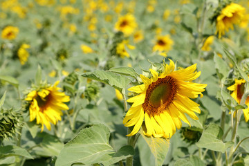 Fototapeta premium Sunflower field