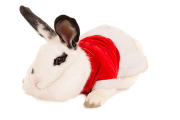 Rabbit with christmas costume