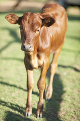 Naklejka na ściany i meble young brown calf